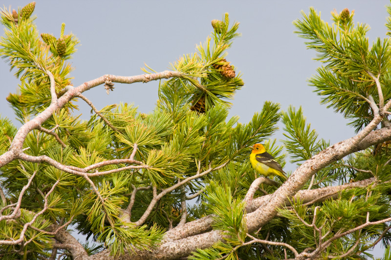 Western Tanager